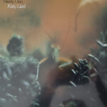 STEELY DAN - Katy Lied